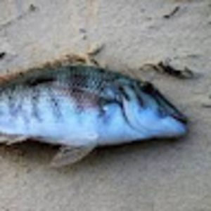 Meet your Posher, A dead